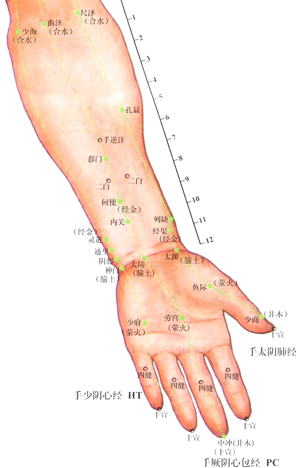 手太阴肺经-太渊穴