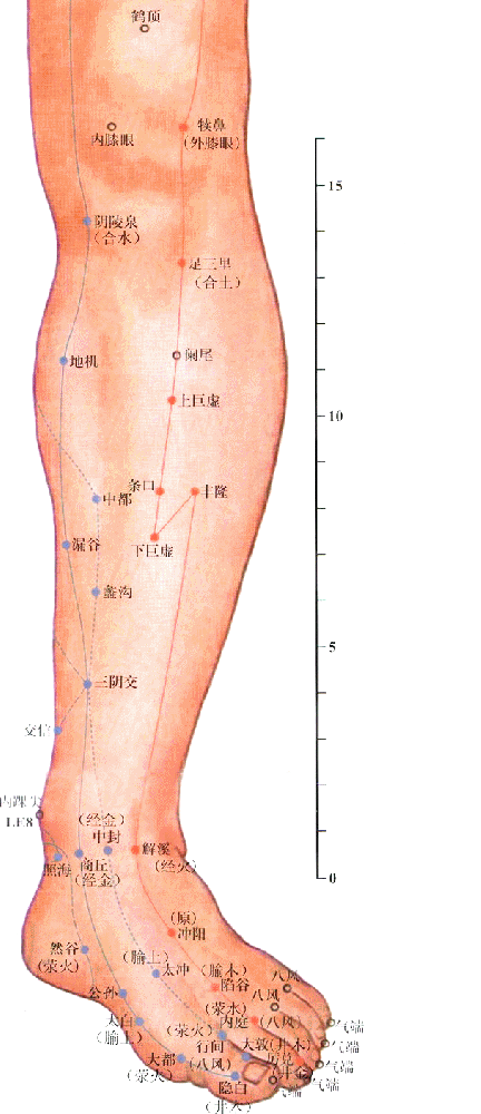 足厥阴肝经-大敦穴