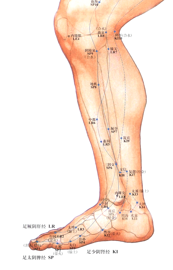 足太阴脾经-漏谷穴