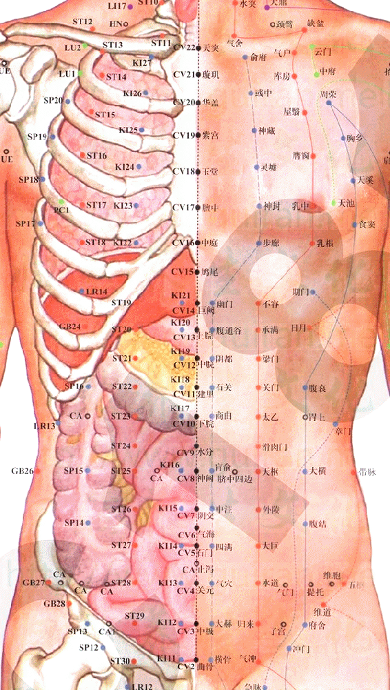 足少阴肾经-幽门穴