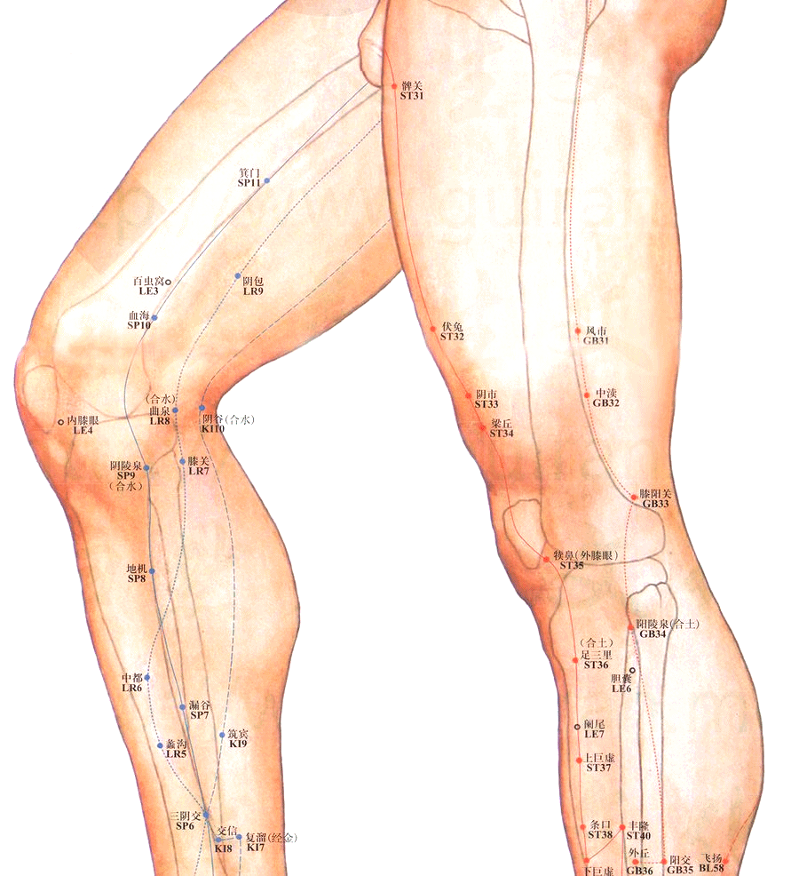 足少阳胆经-风市穴