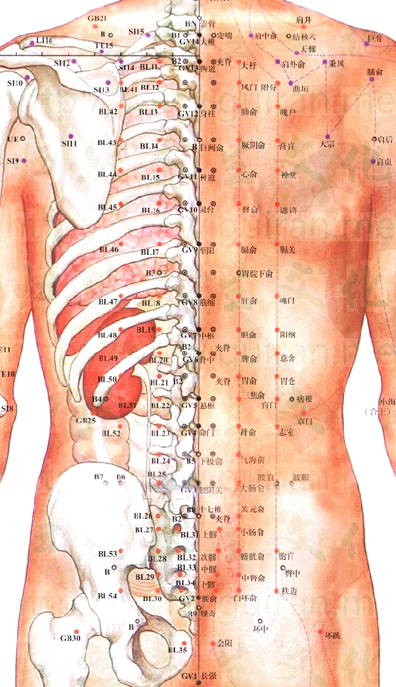 足太阳膀胱经-风门穴