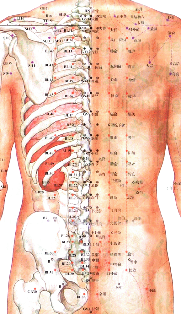 足太阳膀胱经-白环俞穴
