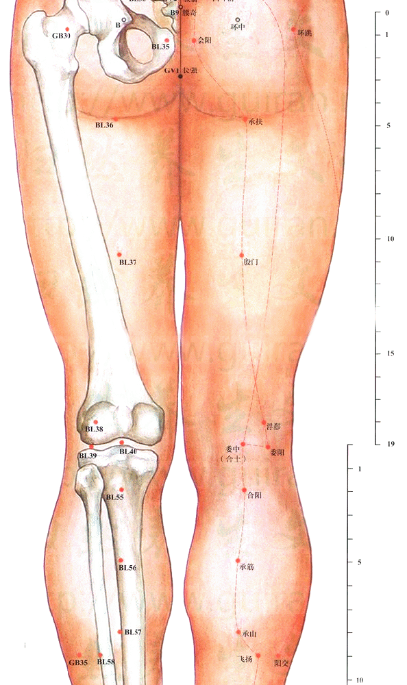 足太阳膀胱经-委中穴
